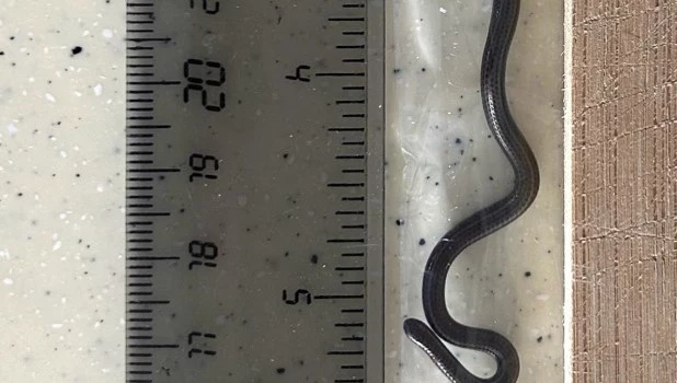 Científicos redescubren la serpiente más pequeña del mundo en Barbados