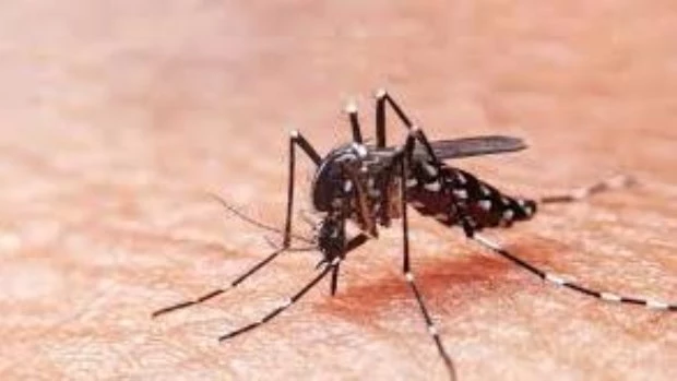 Dengue: recomiendan vacunarse en invierno para alcanzar la inmunización completa antes del verano