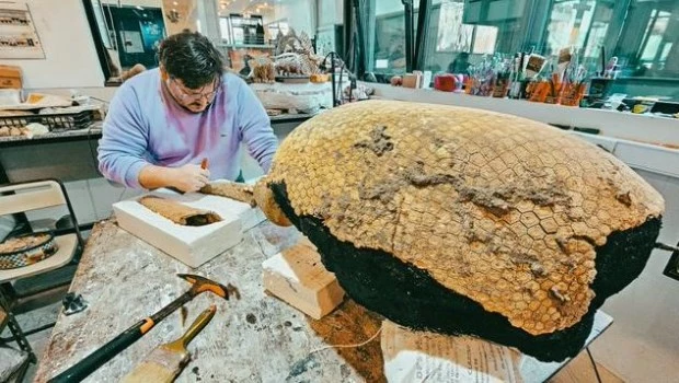 Un gliptodonte bebé es el nuevo hallazgo paleontológico marplatense