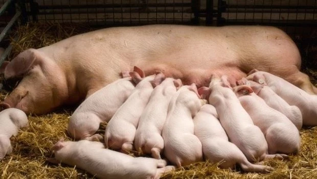 La chancha y los veinte