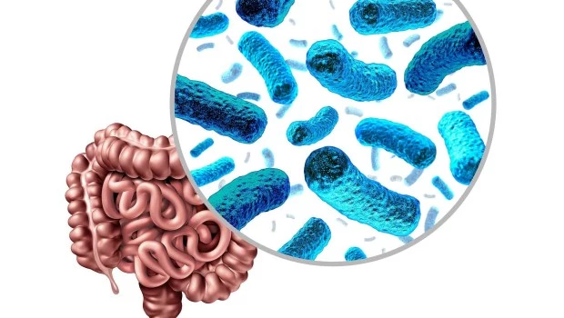 ¿Y si el secreto del bienestar estuviera en el intestino? 
