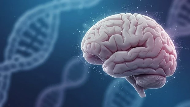 Decodifican la comunicación entre cerebro y cuerpo que impulsa el envejecimiento y la depresión