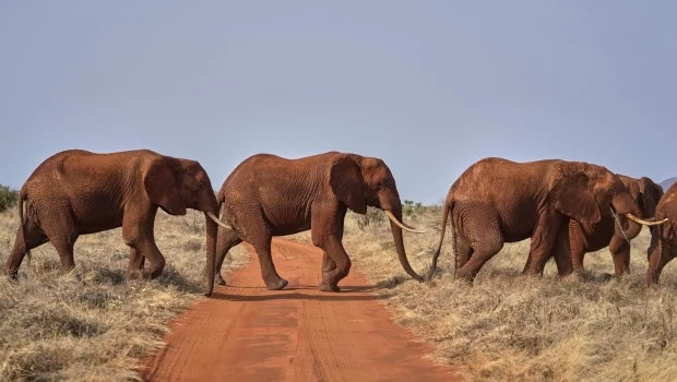 Día Mundial del Elefante: cinco datos sobre los mayores mamíferos terrestres