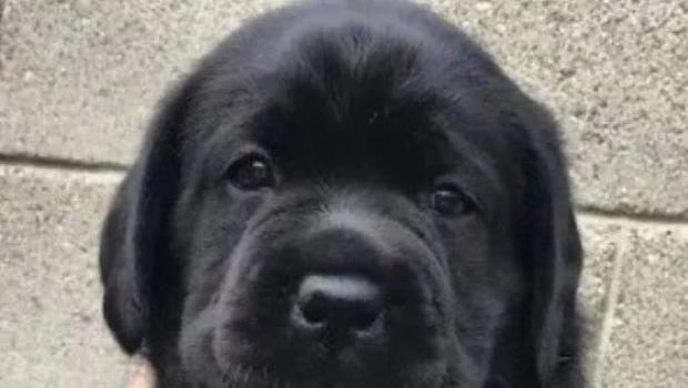 Maltrato animal: buscan identificar a los responsables del envenenamiento de mascotas en Las Cañitas