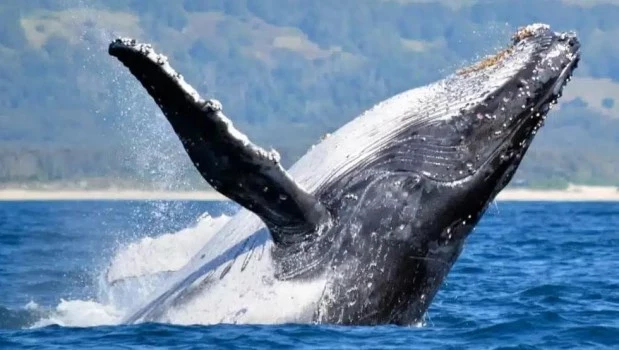 Detectan los naturalistas un récord histórico de ballenas en Puerto Madryn
