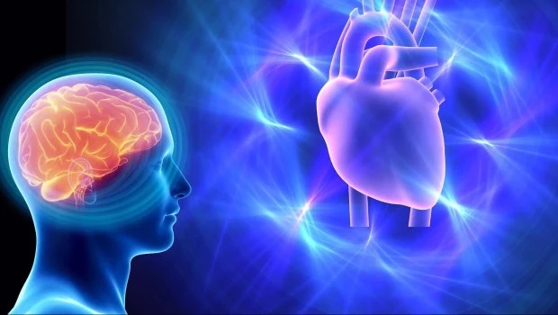 La poderosa conexión entre el cerebro y el corazón