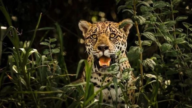 Un tigre en las Cinco Esquinas de Recoleta