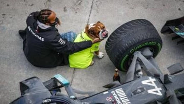 Falleció Roscoe, el perro que acompañó a Lewis Hamilton durante toda su carrera