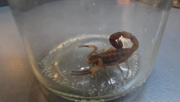 La decadencia de ARCA: denuncian que en la agencia que recauda la plata del país conviven con cucarachas