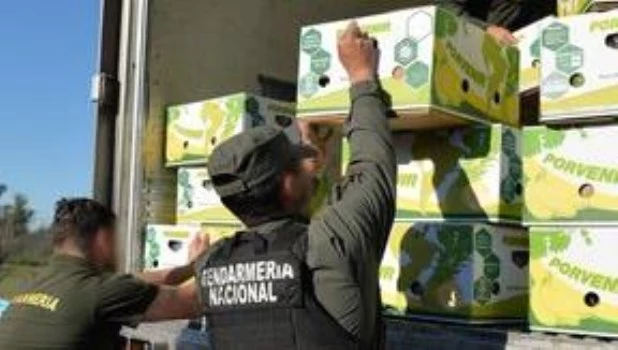 Monte Grande: desarticulan banda narco que trasladaba 444 kilos de cocaína en cargamento de bananas