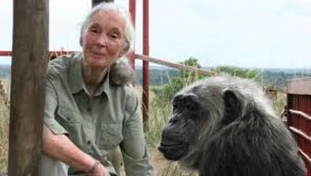 Murió Jane Goodall, experta mundial en chimpancés