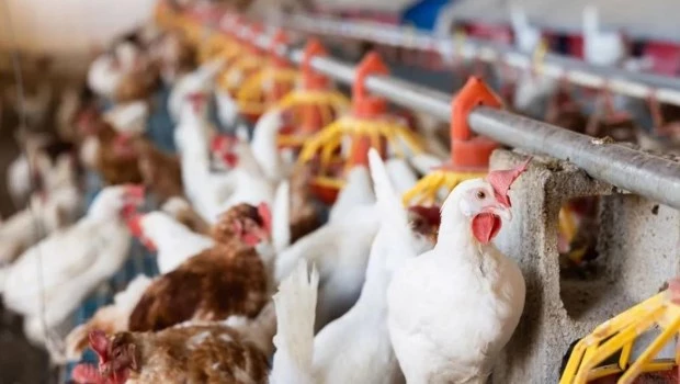 Argentina reactiva exportaciones aviares tras cerrar el brote de influenza 