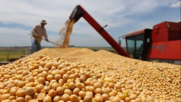 El aporte de dólares de la agroexportación podría caer hasta 80%