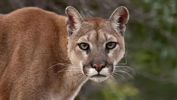 Mató a un puma, fue condenado a un año de prisión condicional y lo obligaron a capacitarse en fauna silvestre
