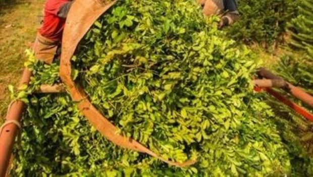 El Gobierno liberó el precio de la yerba mate