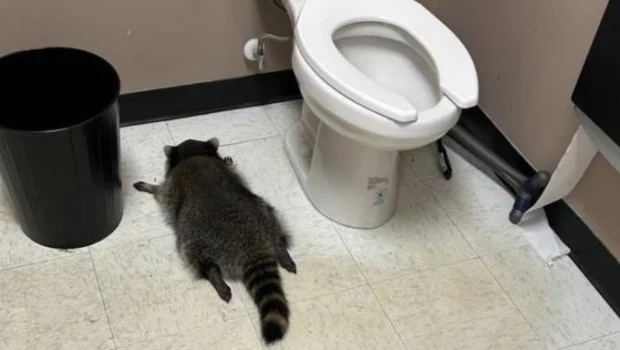 Un mapache se metió en una tienda de licores y bebió de todo: lo hallaron inconsciente en el baño