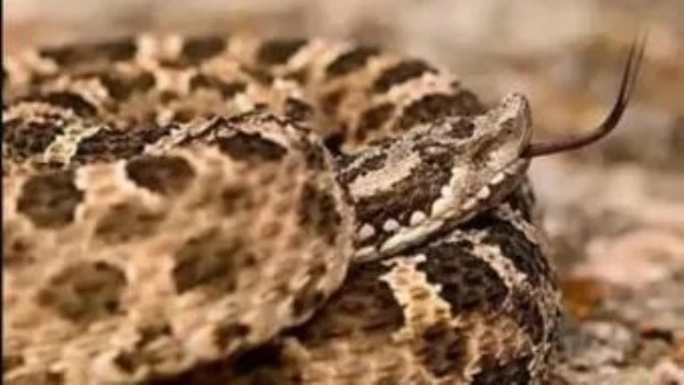 Murió un camionero de 44 años que había sido mordido por una yarará