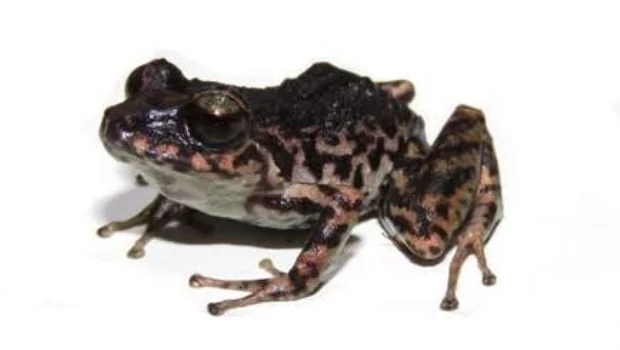 Descubren una nueva especie de rana en la Amazonía de Ecuador