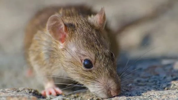 Alerta por hantavirus en Buenos Aires: murió una nena de 10 años