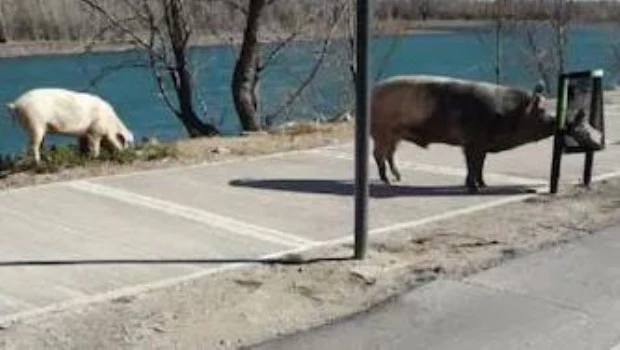 Aparecieron chanchos salvajes en Nordelta