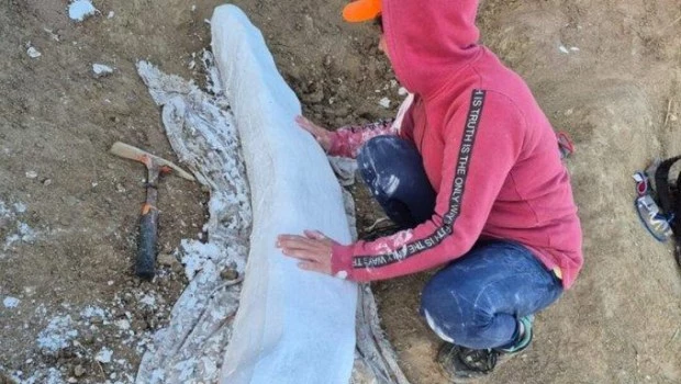 Descubren al sur de Miramar un colmillo fósil de la Era del Hielo