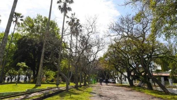 Alerta fitosanitaria: la isla Martín García bajo emergencia por plaga de insectos