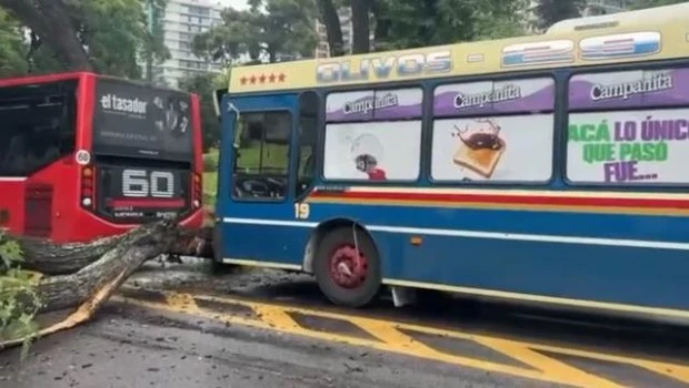 Un árbol cayó sobre dos colectivos en Belgrano: cuatro heridos