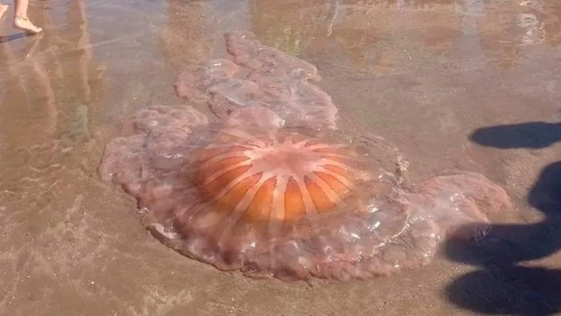 Alertan por el arribo de medusas en las costas de Mar del Plata