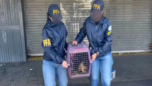 Un mono en peligro de extinción, de tres meses de vida, fue rescatado de la Villa 31