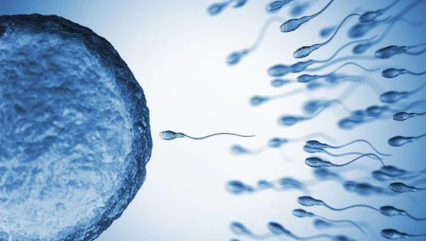 Identifican más de 40 químicos de uso cotidiano que afectan la fertilidad