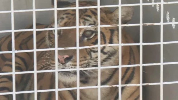 Seis años después de la clausura del Zoo de Luján trasladan a sus animales