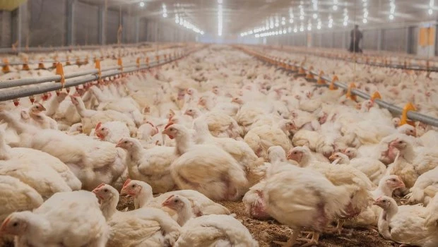 Paraguay prohíbe temporalmente importación de productos avícolas argentinos por brote de influenza aviar