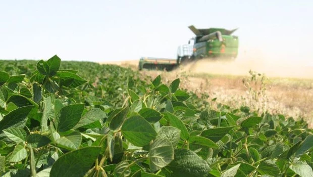 La soja sigue en alza: supera los US$450 dólares
