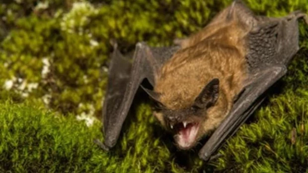 Alerta sanitaria en Castelar por la aparición de un murciélago con rabia