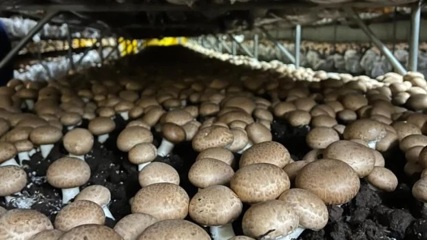 El cultivo de hongos prospera en la Argentina, demandado no sólo por restaurantes sino también por las familias.