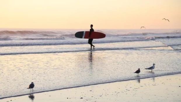 Gaviotas y surfistas, un dúo dinámico