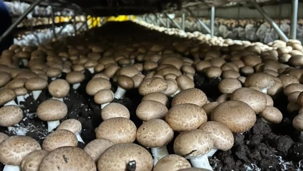 Fuerte crecimiento empresarial por la demanda de hongos en la Argentina