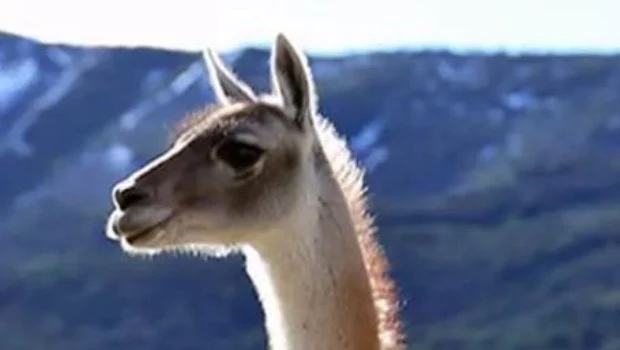 Había una vez… un guanaco