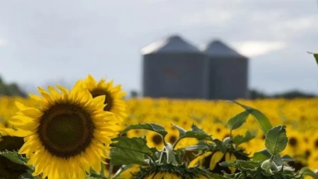 Nuevo récord del agro argentino: la molienda de girasol superó las 500.000 toneladas