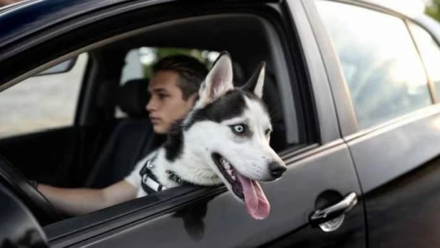 Por qué malcriar a una mascota en un auto puede ser peligroso y caro