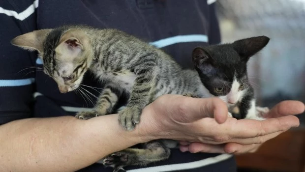 La Ciudad lanza una web con servicios para los vecinos que tienen perros y gatos