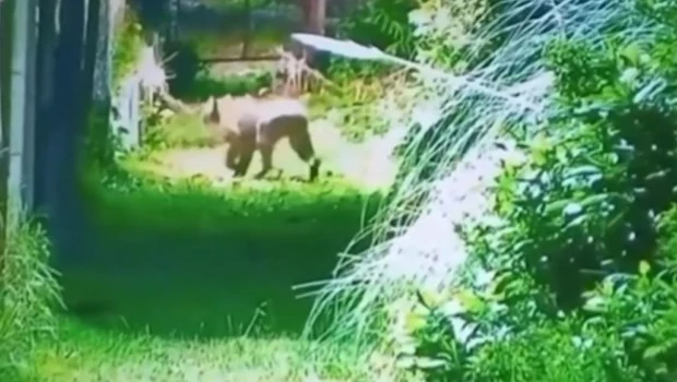 Alarma en Escobar por la aparición de un puma en un barrio privado