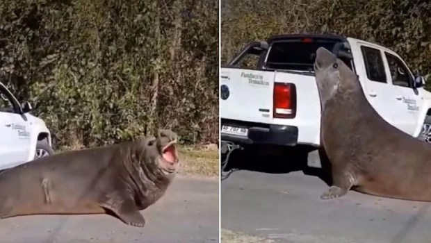 Escena inesperada: un elefante marino cortó el tránsito en Ensenada