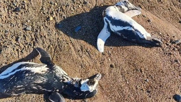 Alarma en Chubut y Santa Cruz por la aparición de pingüinos muertos