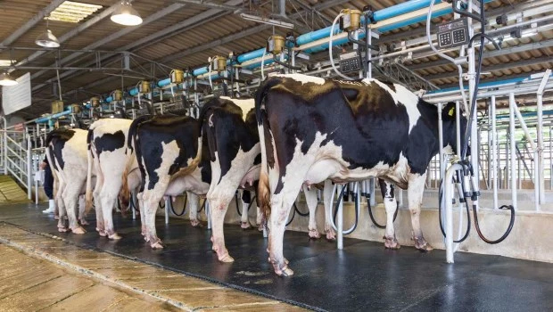 La producción láctea argentina alcanzó el nivel más alto en una década