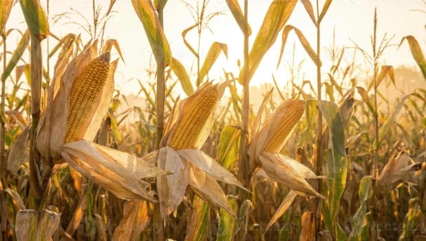 Así como El Niño suele tener efectos devastadores en el campo, también puede generar el alivio hídrico que tantos productores están esperando.