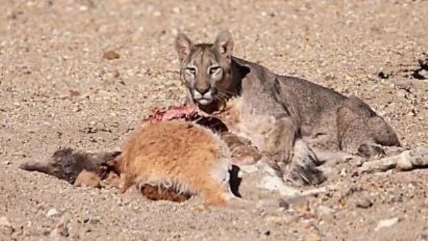 Había una vez… guanacos bipartidistas
