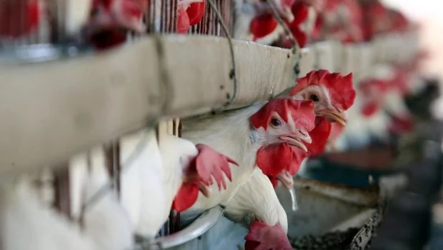 El pollo desplaza a la carne vacuna por primera vez en la historia argentina