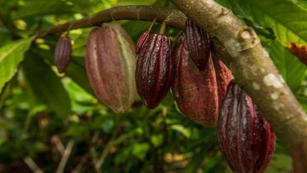 Descubren cuatro nuevas variedades genéticas de cacao en Perú