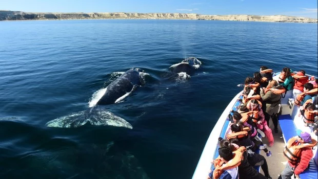 Vacaciones de invierno: Puerto Madryn vive la temporada perfecta para estar cara a cara con las ballenas